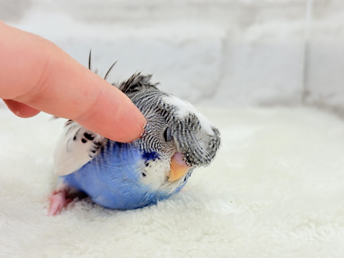 梵天セキセイインコ