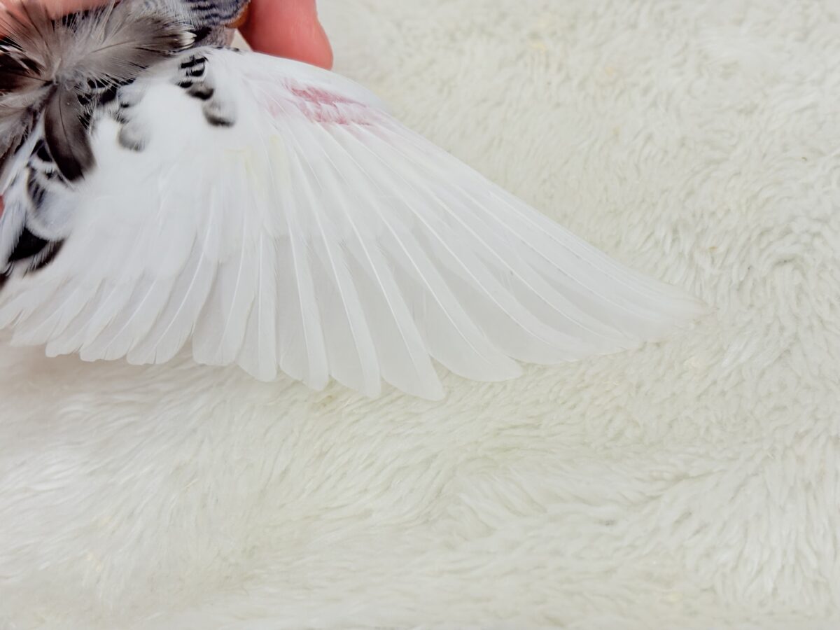梵天セキセイインコ
