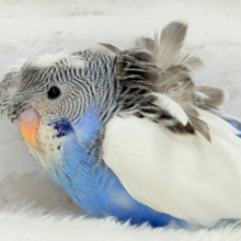 魅力ありすぎ🐣✨注目です💖梵天セキセイインコ(パイド) ヒナ