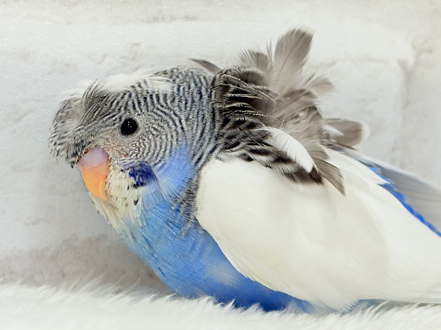 魅力ありすぎ🐣✨注目です💖梵天セキセイインコ(パイド) ヒナ