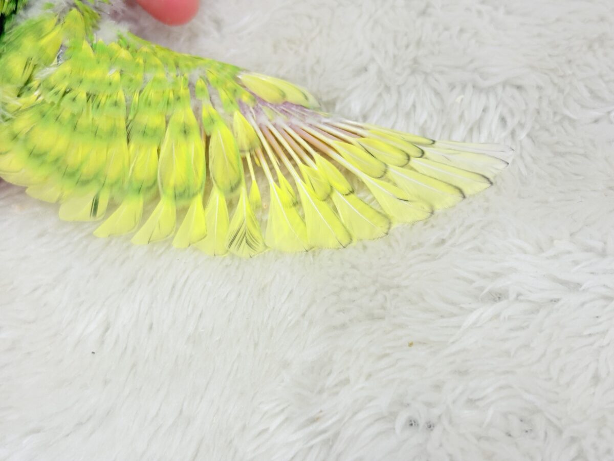 オイラと探検に行こう🐣🔎セキセイインコ(スパングル) ヒナ セキセイインコ