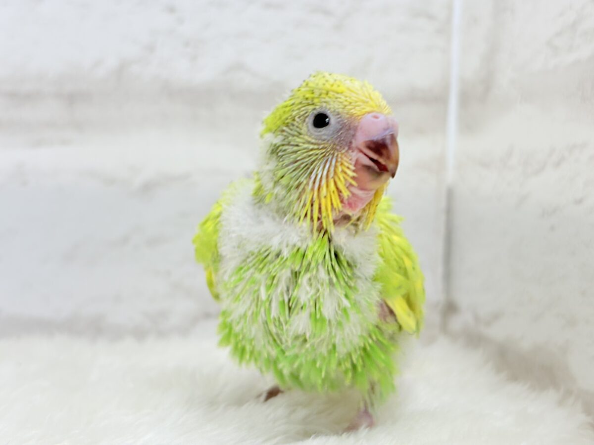 オイラと探検に行こう🐣🔎セキセイインコ(スパングル) ヒナ セキセイインコ