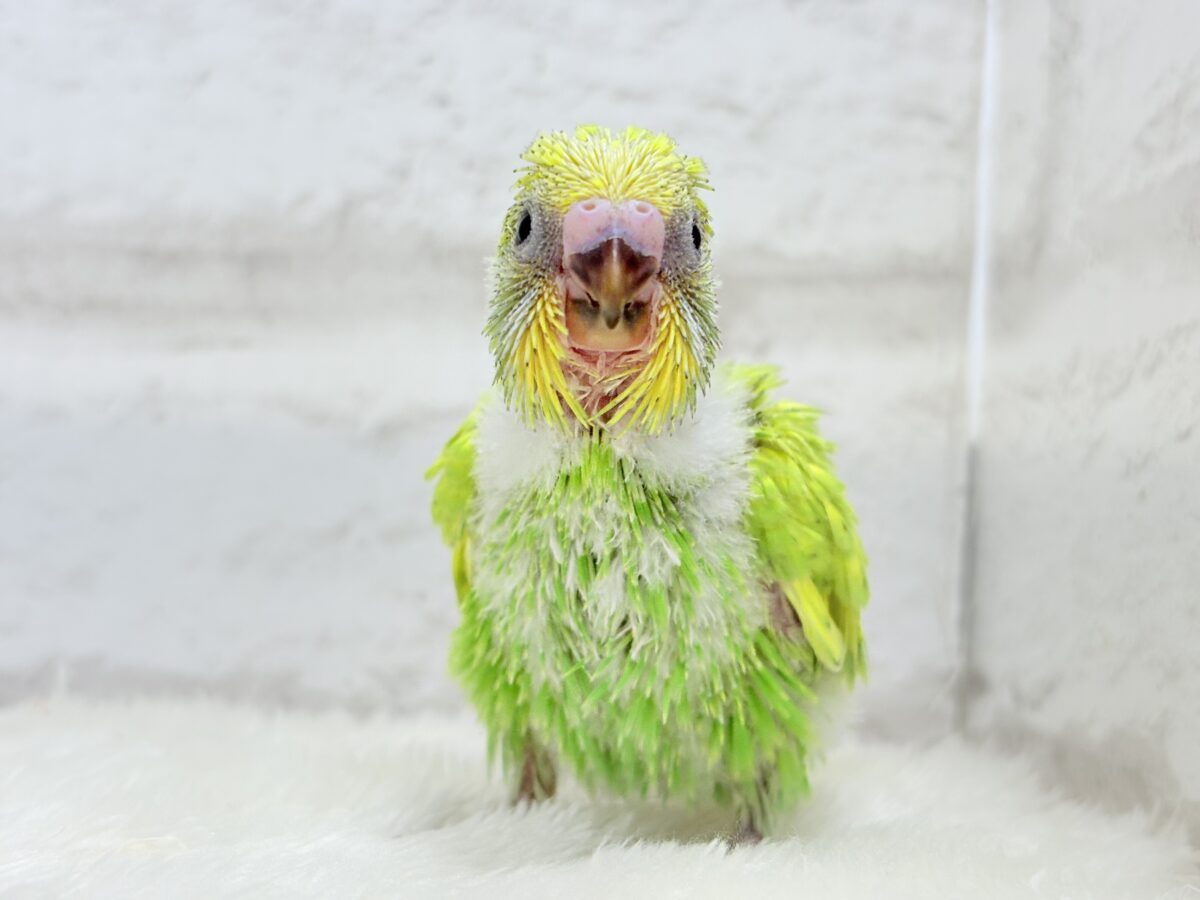 オイラと探検に行こう🐣🔎セキセイインコ(スパングル) ヒナ セキセイインコ