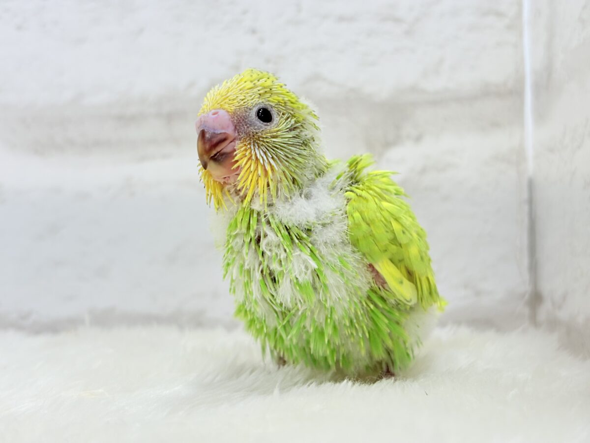 オイラと探検に行こう🐣🔎セキセイインコ(スパングル) ヒナ セキセイインコ