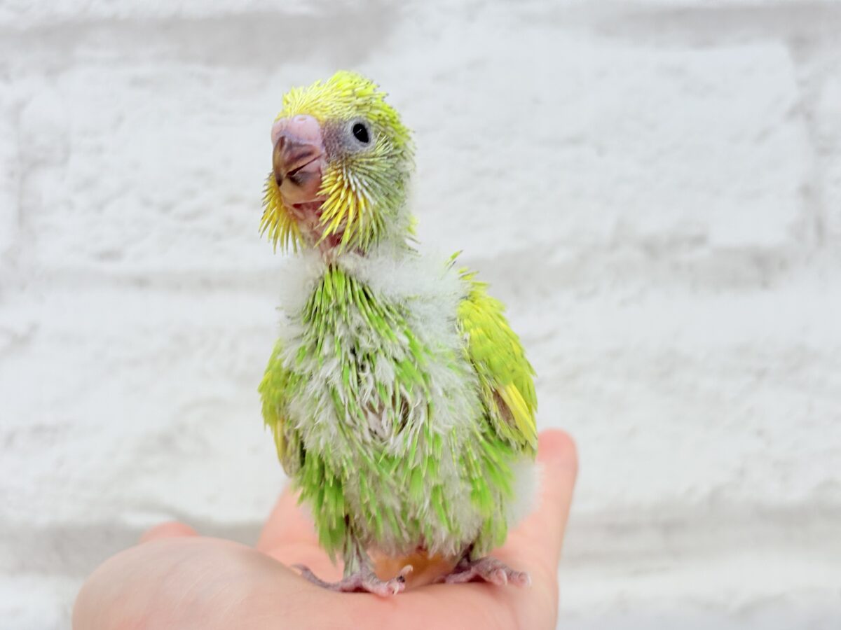 オイラと探検に行こう🐣🔎セキセイインコ(スパングル) ヒナ セキセイインコ