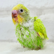 オイラと探検に行こう🐣🔎セキセイインコ(スパングル) ヒナ