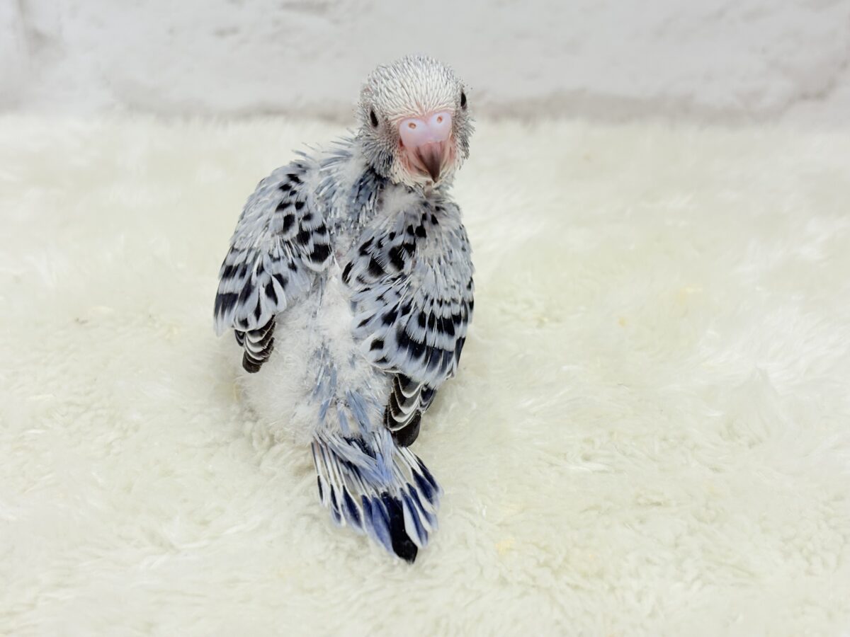 成長がわくわく楽しみ🐣♬*°セキセイインコ(オパーリン) ヒナ セキセイインコ