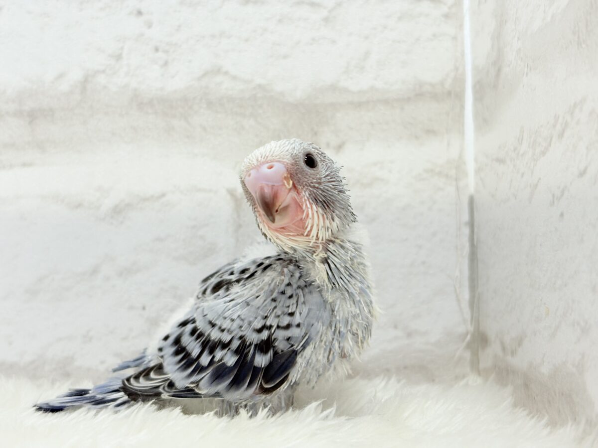 成長がわくわく楽しみ🐣♬*°セキセイインコ(オパーリン) ヒナ セキセイインコ