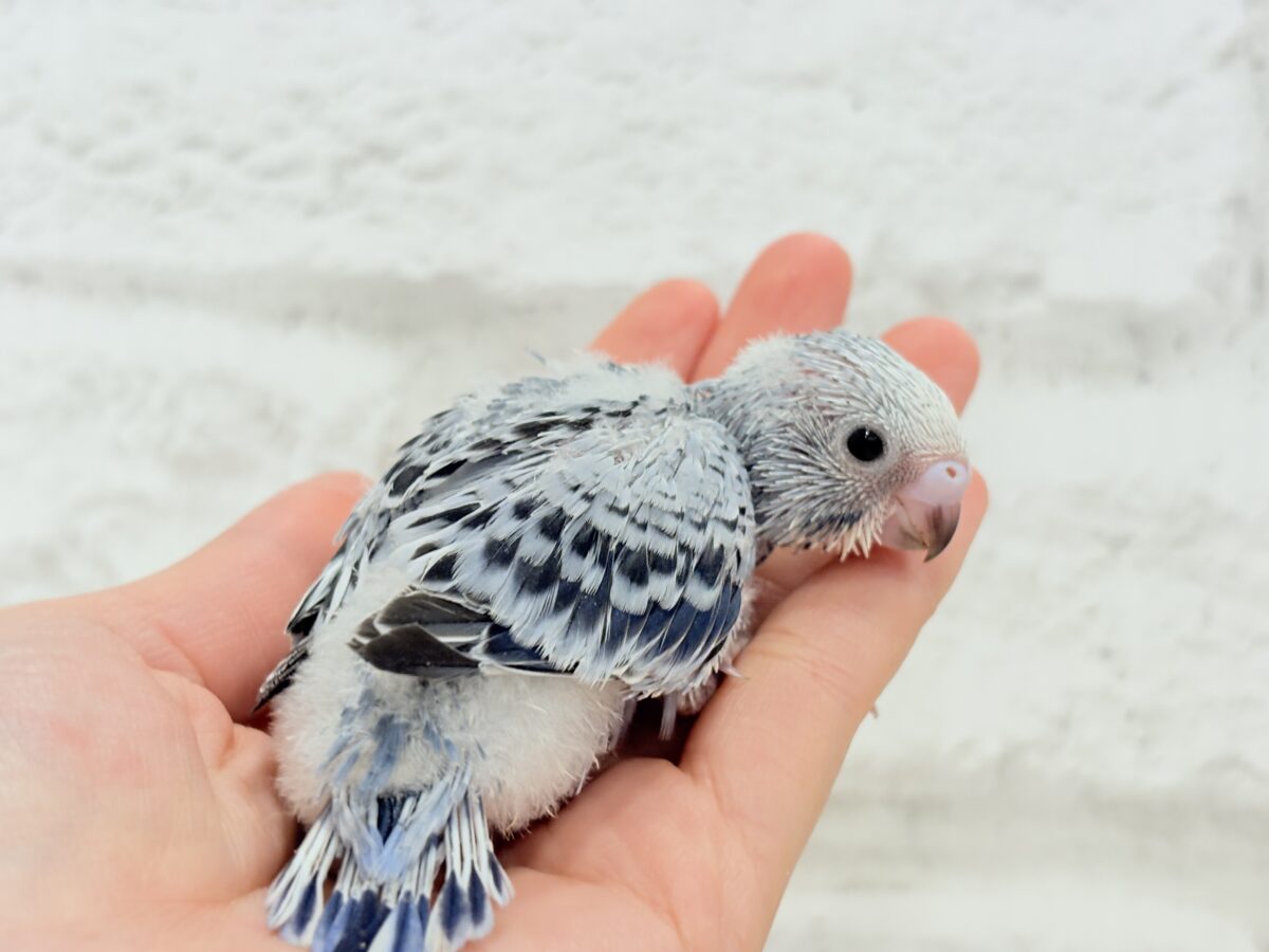 成長がわくわく楽しみ🐣♬*°セキセイインコ(オパーリン) ヒナ セキセイインコ