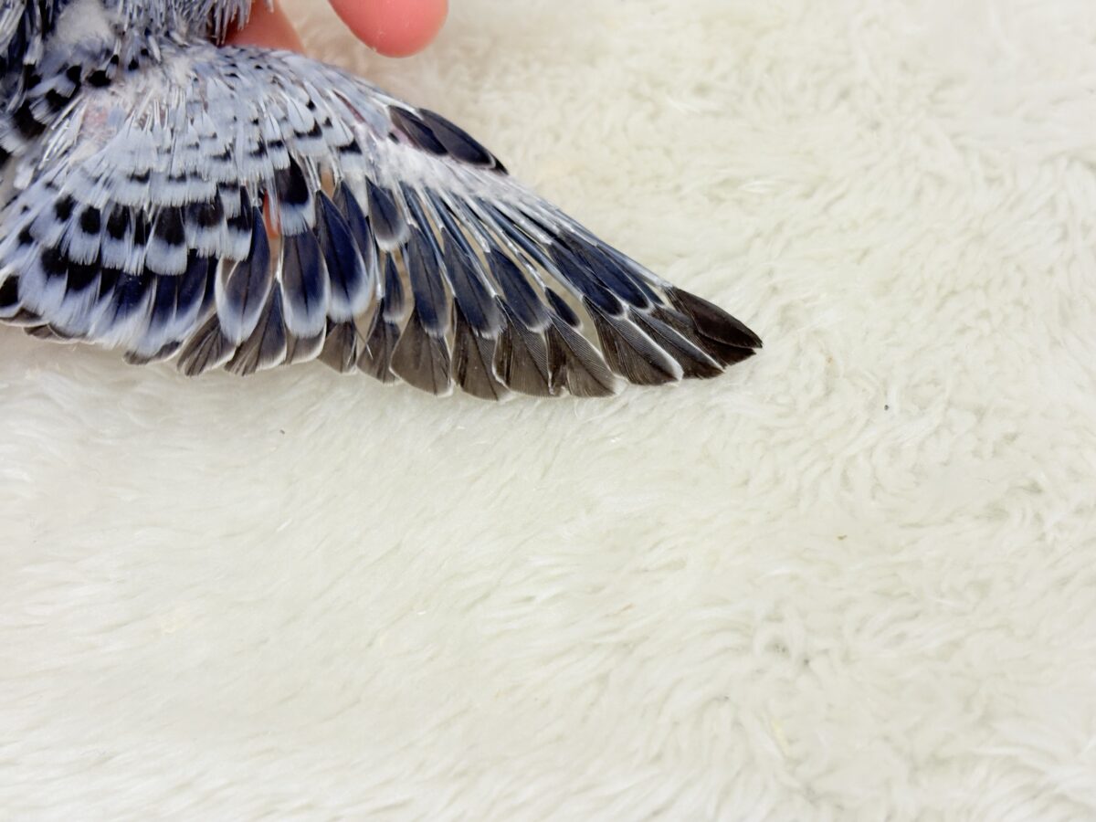 成長がわくわく楽しみ🐣♬*°セキセイインコ(オパーリン) ヒナ セキセイインコ