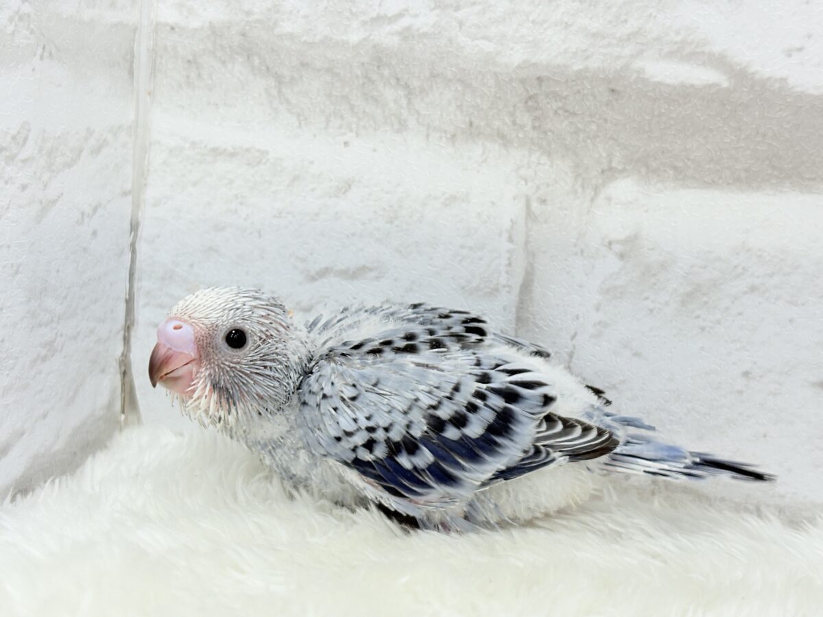 成長がわくわく楽しみ🐣♬*°セキセイインコ(オパーリン) ヒナ セキセイインコ