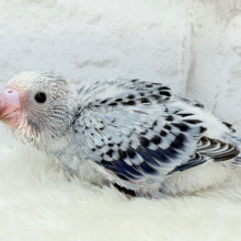 成長がわくわく楽しみ🐣♬*°セキセイインコ(オパーリン) ヒナ