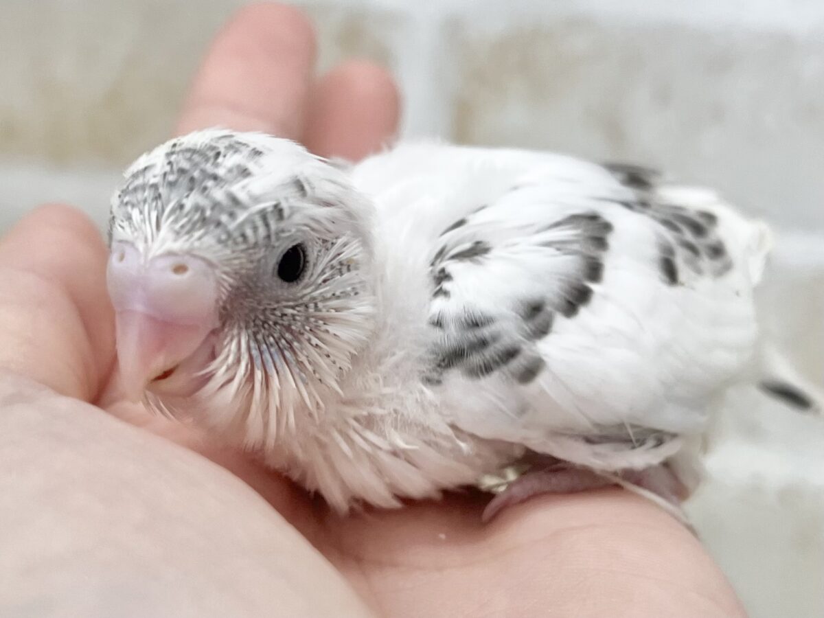 クッキー&クリーム🍪🍨 セキセイインコ(白ハルクイン) セキセイインコ