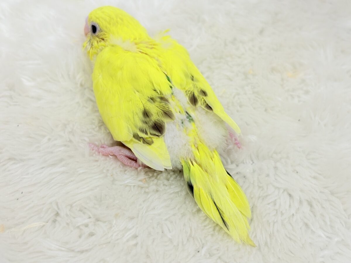 たまごたっぷりのりたまちゃん🐣🍙セキセイインコ(黄色ハルクイン) ヒナ セキセイインコ