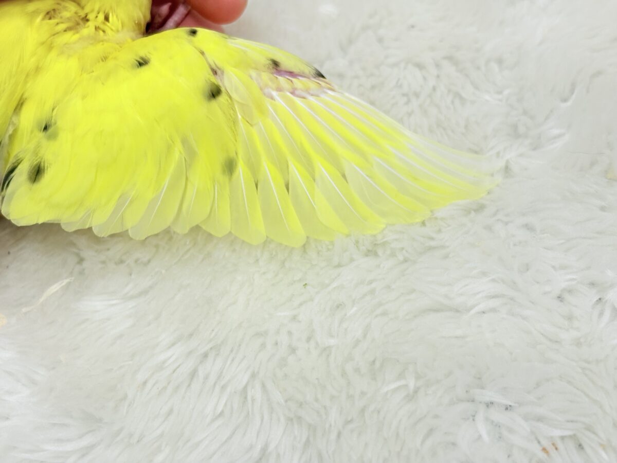 たまごたっぷりのりたまちゃん🐣🍙セキセイインコ(黄色ハルクイン) ヒナ セキセイインコ