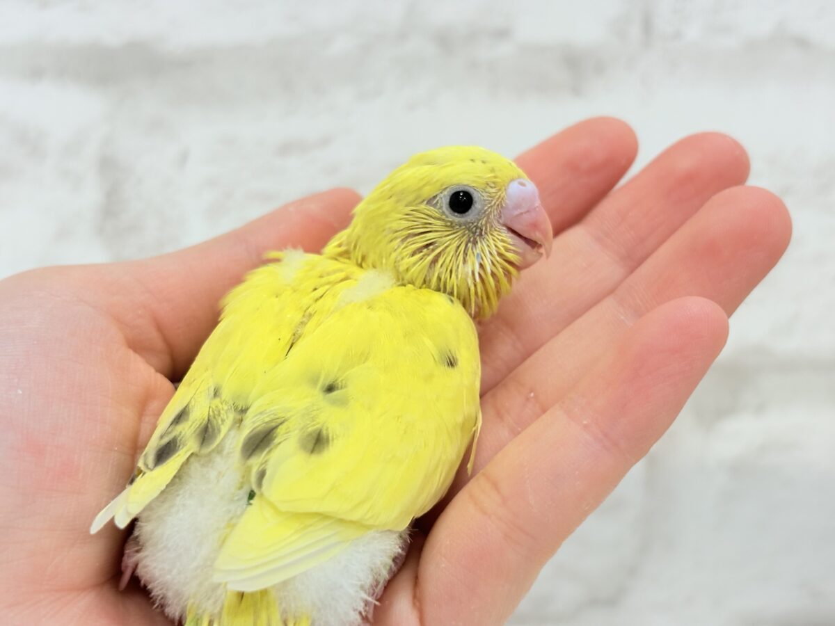 たまごたっぷりのりたまちゃん🐣🍙セキセイインコ(黄色ハルクイン) ヒナ セキセイインコ