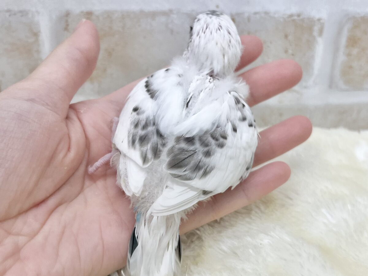 クッキー&クリーム🍪🍨 セキセイインコ(白ハルクイン) セキセイインコ