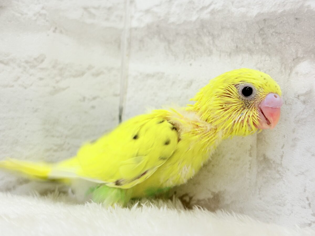 たまごたっぷりのりたまちゃん🐣🍙セキセイインコ(黄色ハルクイン) ヒナ セキセイインコ