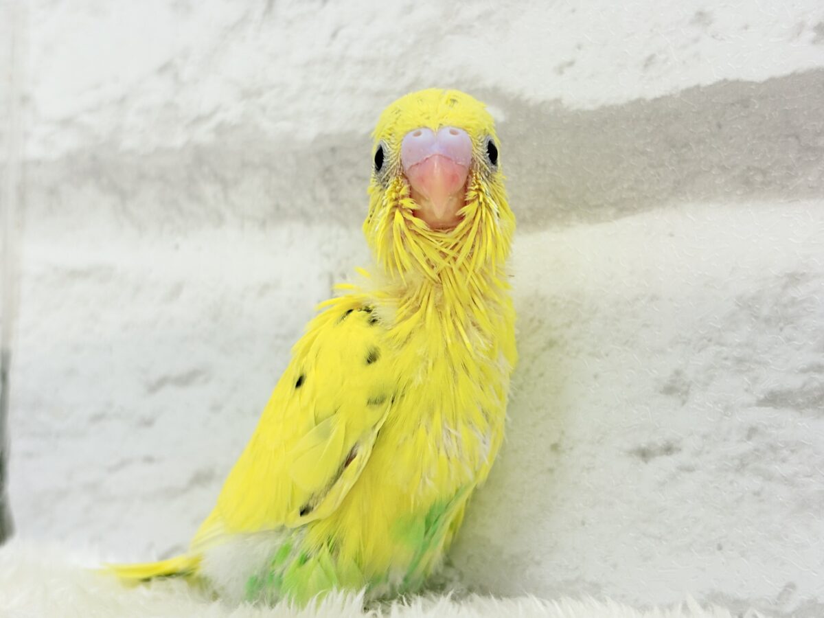 たまごたっぷりのりたまちゃん🐣🍙セキセイインコ(黄色ハルクイン) ヒナ セキセイインコ