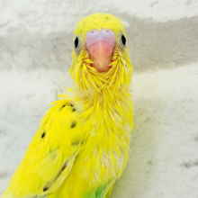 たまごたっぷりのりたまちゃん🐣🍙セキセイインコ(黄色ハルクイン) ヒナ
