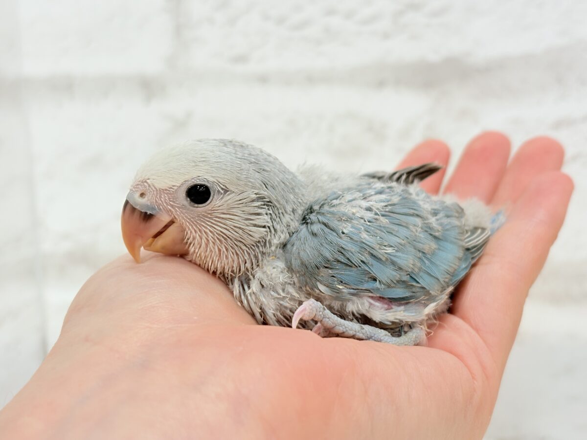 【最新画像更新🪄】白キャップかぶった可愛い子🐣💙コザクラインコ(ブルーパイド) ヒナ コザクラインコ(小桜インコ)