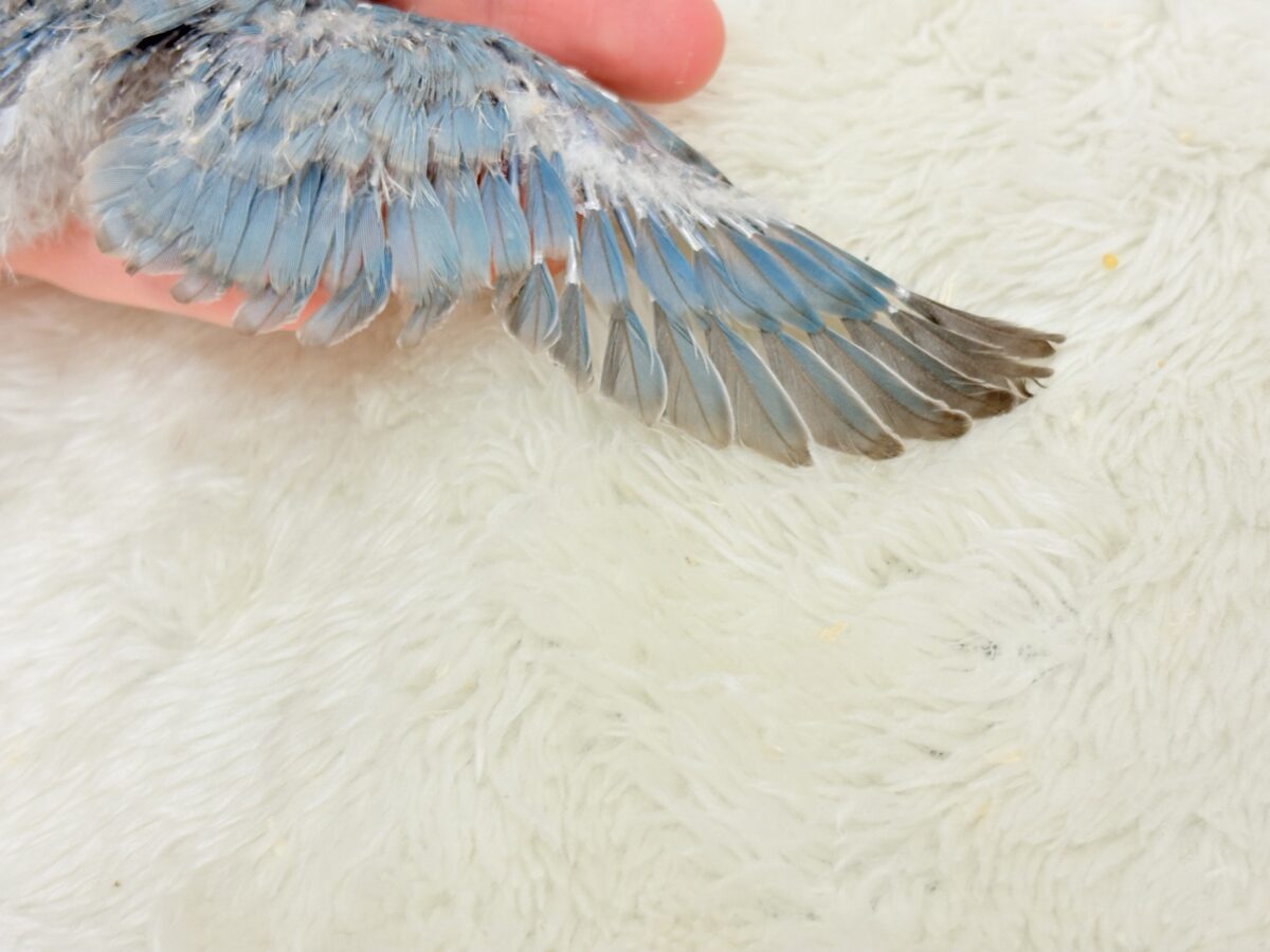 【最新画像更新🪄】白キャップかぶった可愛い子🐣💙コザクラインコ(ブルーパイド) ヒナ コザクラインコ(小桜インコ)