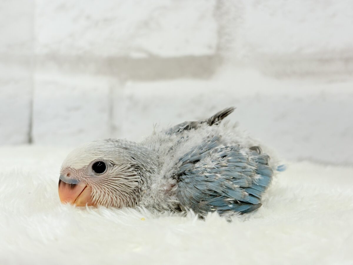 【最新画像更新🪄】白キャップかぶった可愛い子🐣💙コザクラインコ(ブルーパイド) ヒナ コザクラインコ(小桜インコ)
