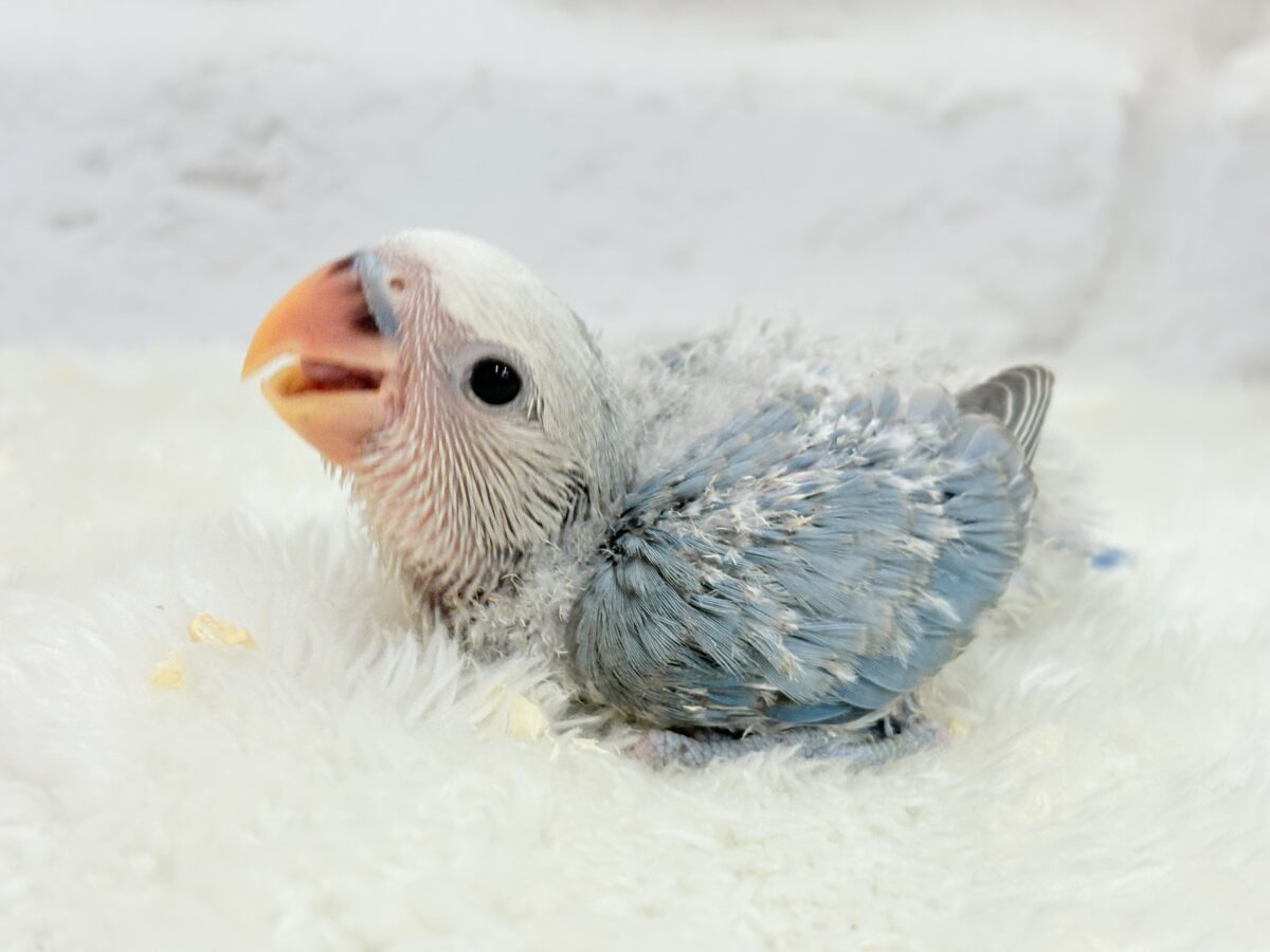 【最新画像更新🪄】白キャップかぶった可愛い子🐣💙コザクラインコ(ブルーパイド) ヒナ コザクラインコ(小桜インコ)
