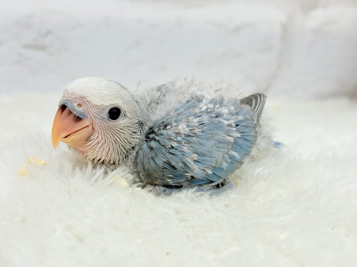 【最新画像更新🪄】白キャップかぶった可愛い子🐣💙コザクラインコ(ブルーパイド) ヒナ コザクラインコ(小桜インコ)