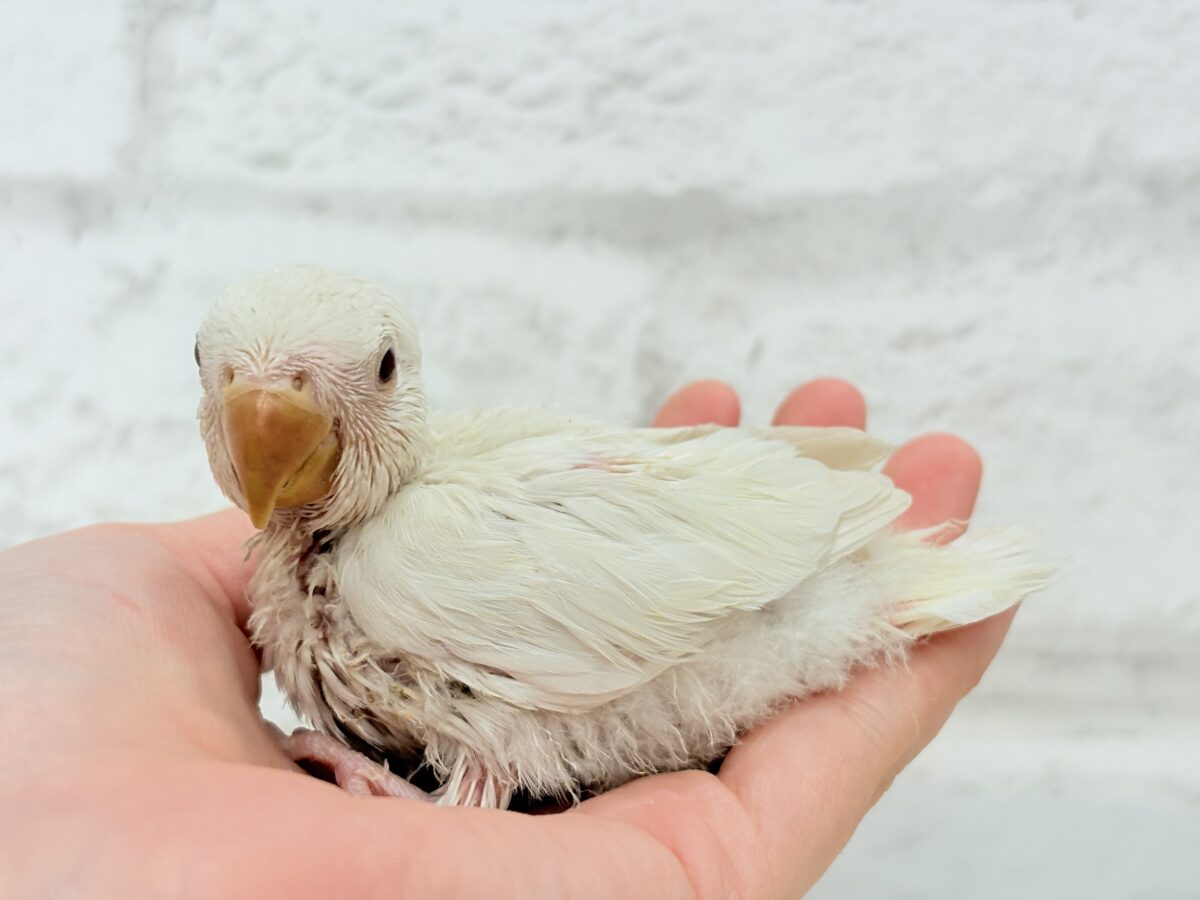 【最新画像更新🪄ひとり餌になりました☆】ほんのりふんわり感じるレモン🐣🍋コザクラインコ(クリームイノ) ヒナ コザクラインコ(小桜インコ)