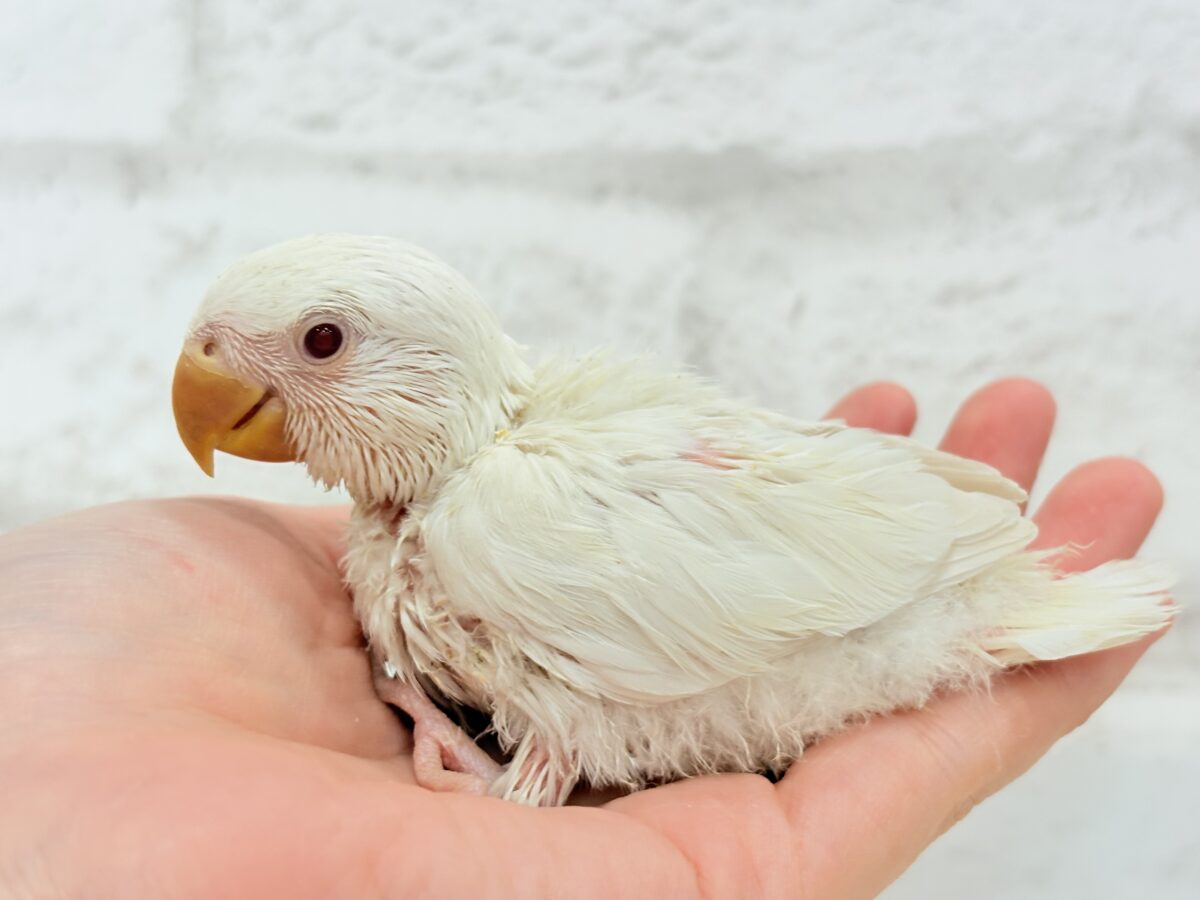 【最新画像更新🪄ひとり餌になりました☆】ほんのりふんわり感じるレモン🐣🍋コザクラインコ(クリームイノ) ヒナ コザクラインコ(小桜インコ)
