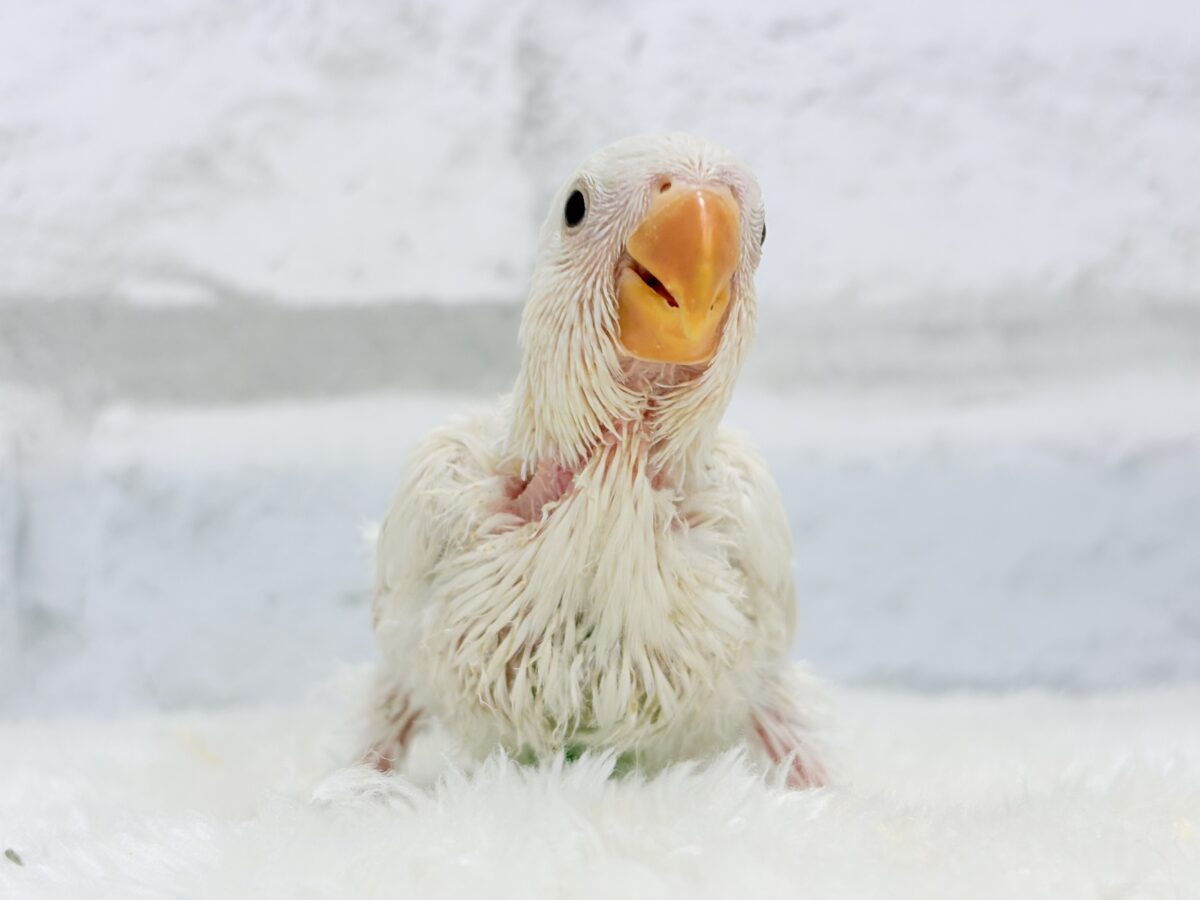 【最新画像更新🪄ひとり餌になりました☆】ほんのりふんわり感じるレモン🐣🍋コザクラインコ(クリームイノ) ヒナ コザクラインコ(小桜インコ)