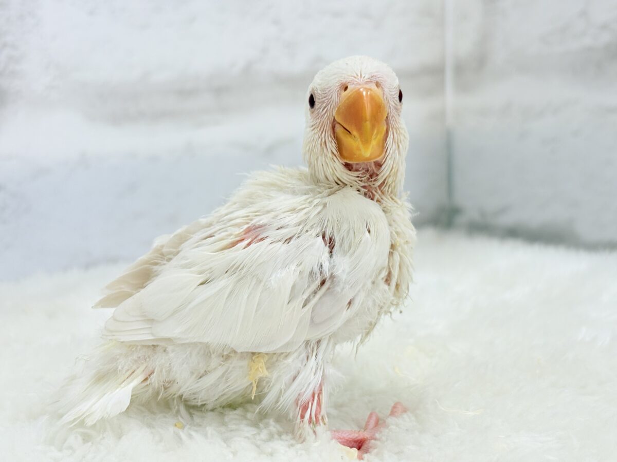 【最新画像更新🪄ひとり餌になりました☆】ほんのりふんわり感じるレモン🐣🍋コザクラインコ(クリームイノ) ヒナ コザクラインコ(小桜インコ)