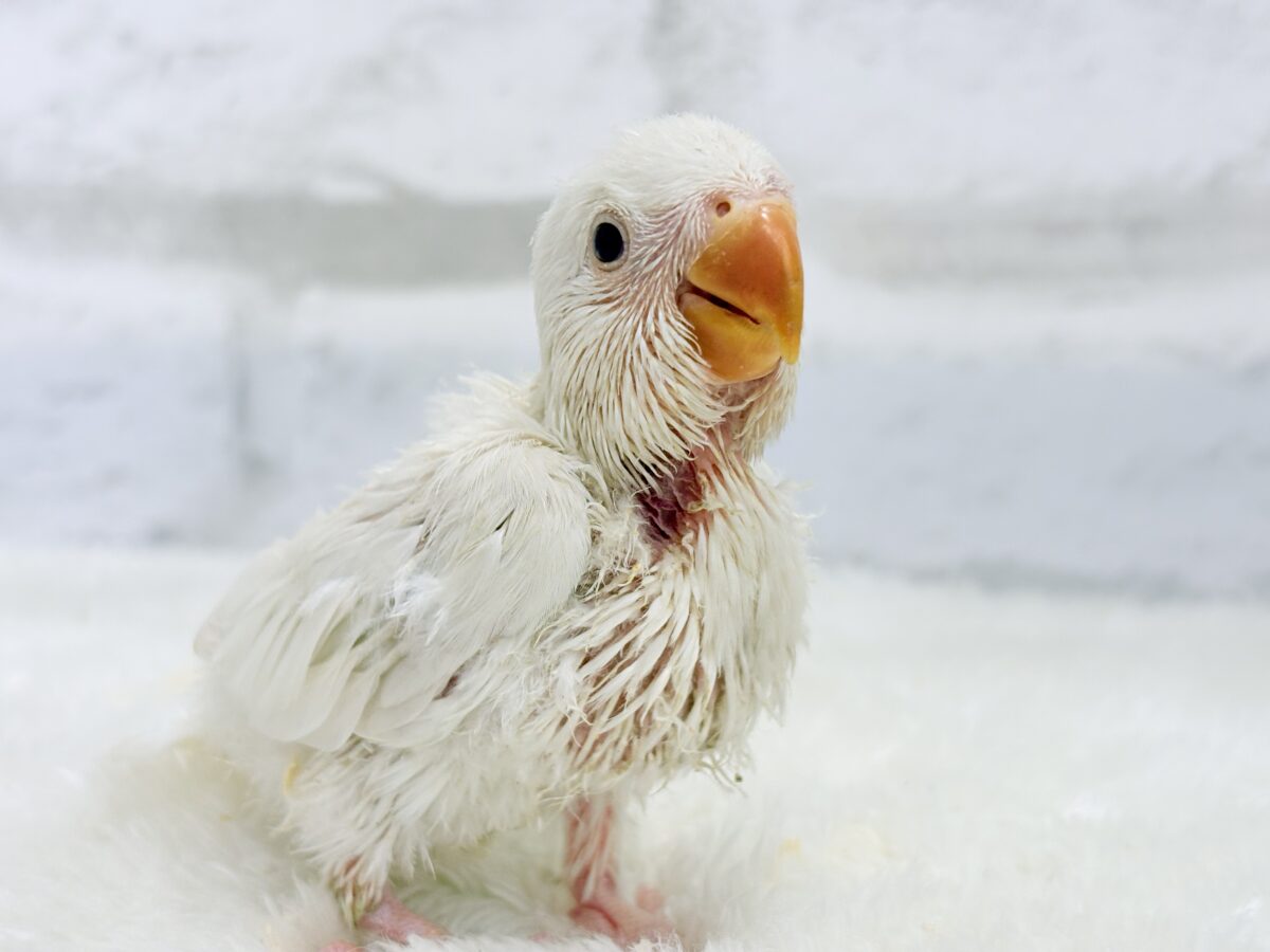 【最新画像更新🪄ひとり餌になりました☆】ほんのりふんわり感じるレモン🐣🍋コザクラインコ(クリームイノ) ヒナ コザクラインコ(小桜インコ)