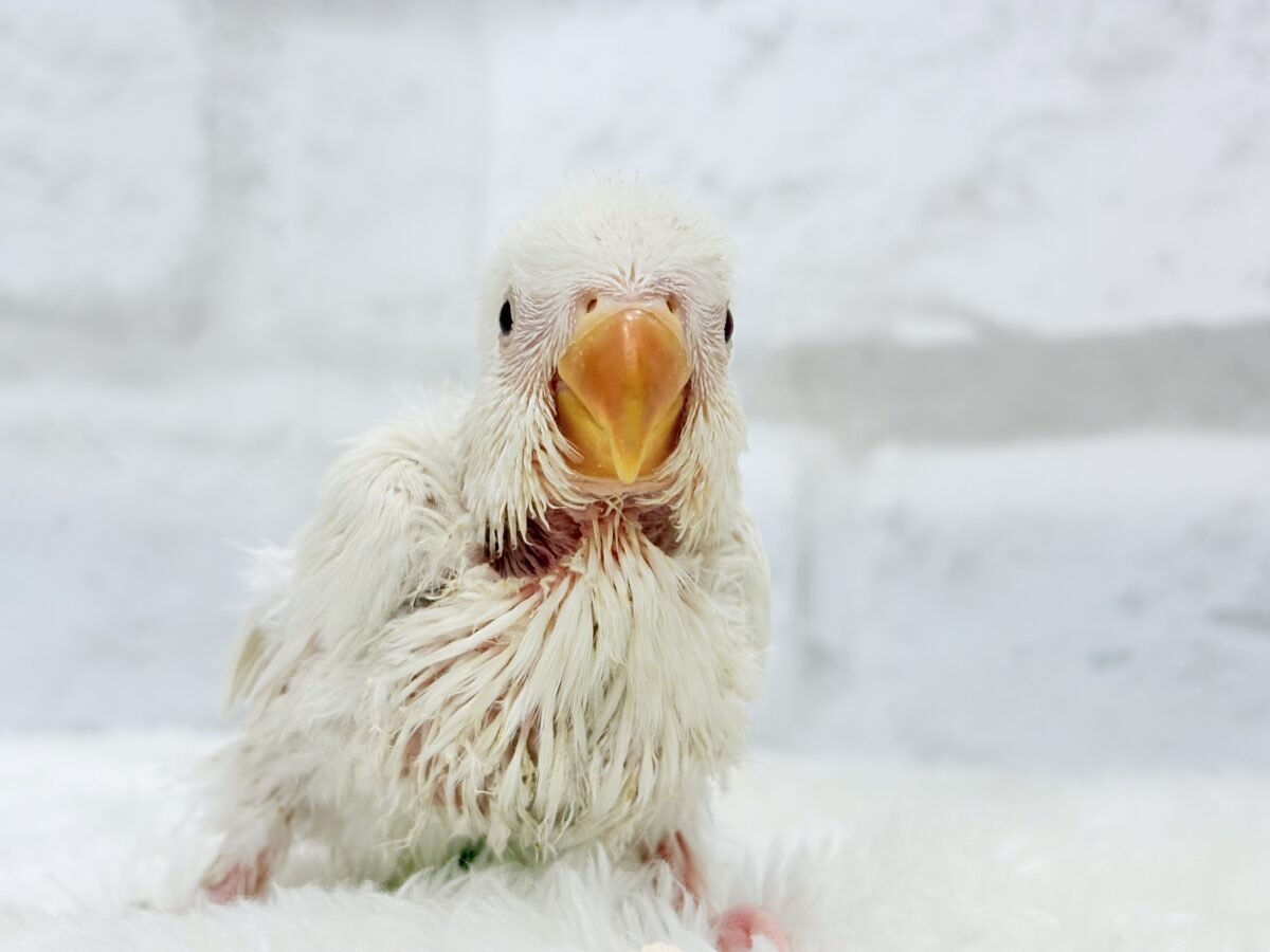 【最新画像更新🪄ひとり餌になりました☆】ほんのりふんわり感じるレモン🐣🍋コザクラインコ(クリームイノ) ヒナ コザクラインコ(小桜インコ)