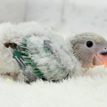 美カラー✨ふわっともこっと青リンゴ🐣🍏コザクラインコ(ブルーチェリーオパーリン) ヒナ