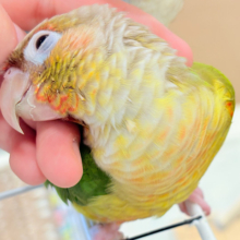 【最新画像更新🪄ひとり餌‪になりました☆】南国育ちのフレッシュ果実🐣🍍💖ウロコインコ(パイナップル) ヒナ
