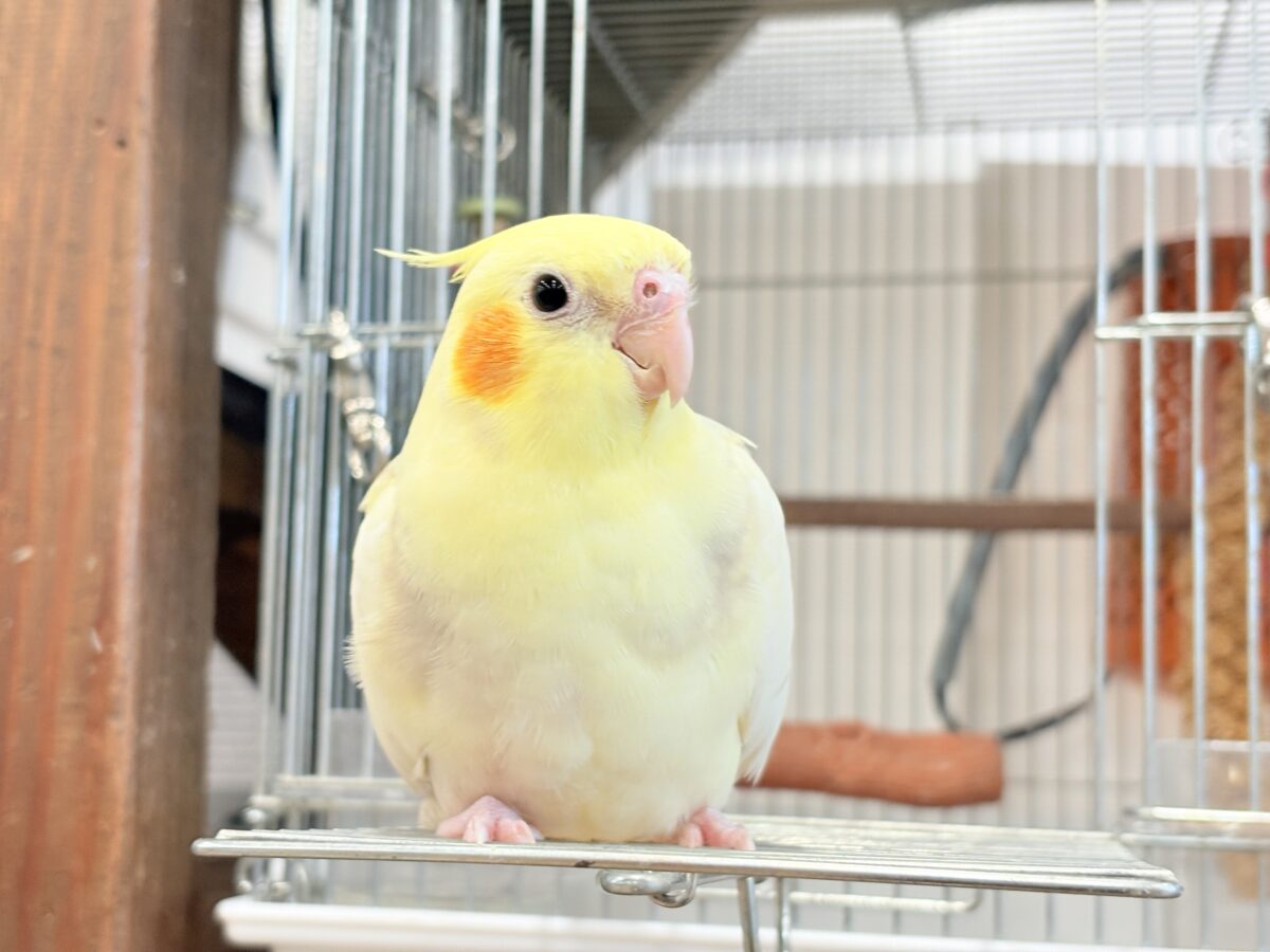 【動画更新🪄】激かわ注意🐣💖どこを取ってもパーフェクト🎉オカメインコ(シナモンパールパイド) オカメインコ