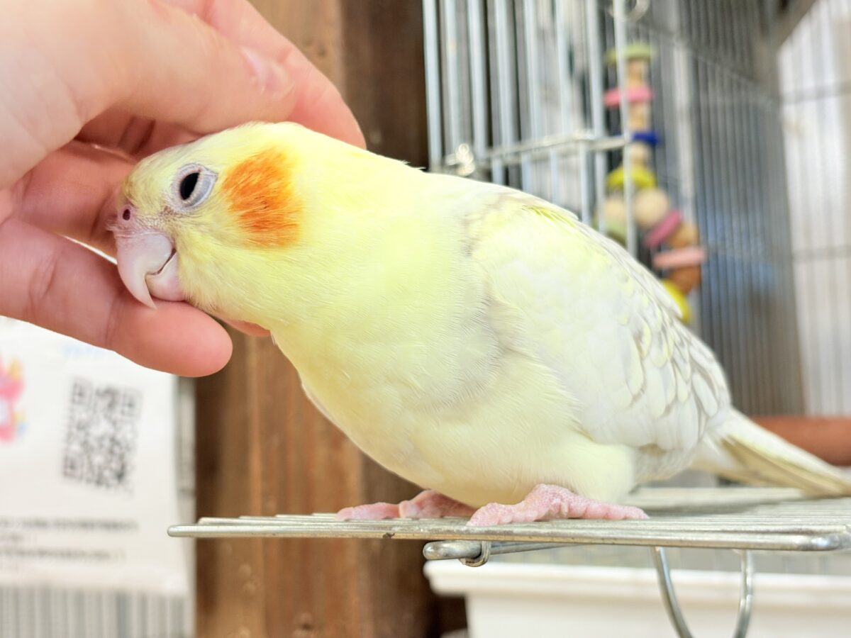 【動画更新🪄】激かわ注意🐣💖どこを取ってもパーフェクト🎉オカメインコ(シナモンパールパイド) オカメインコ