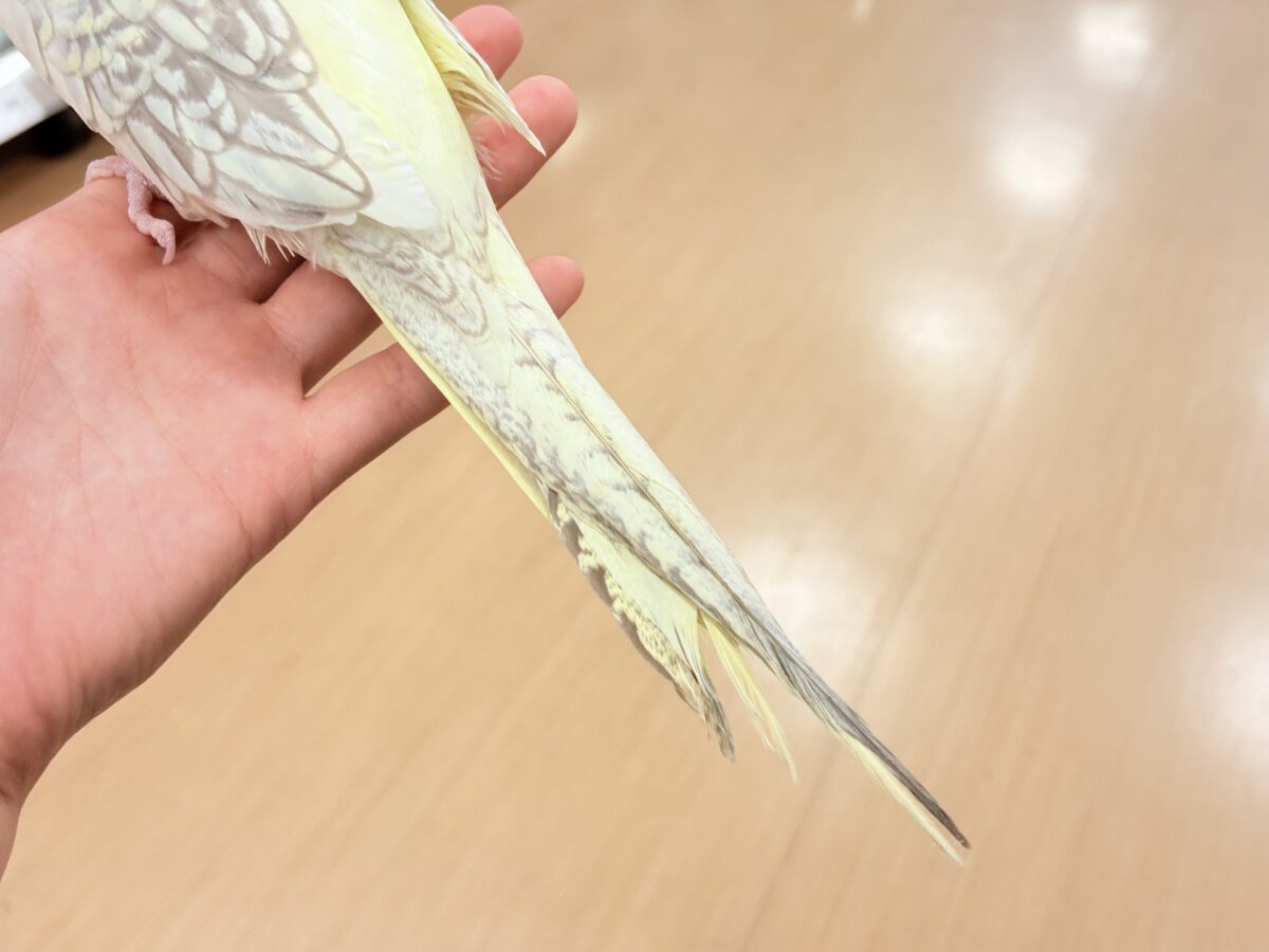 【動画更新🪄】激かわ注意🐣💖どこを取ってもパーフェクト🎉オカメインコ(シナモンパールパイド) オカメインコ