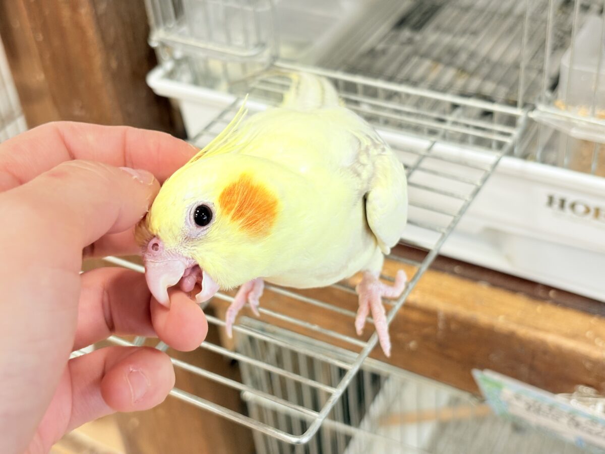 【動画更新🪄】激かわ注意🐣💖どこを取ってもパーフェクト🎉オカメインコ(シナモンパールパイド) オカメインコ