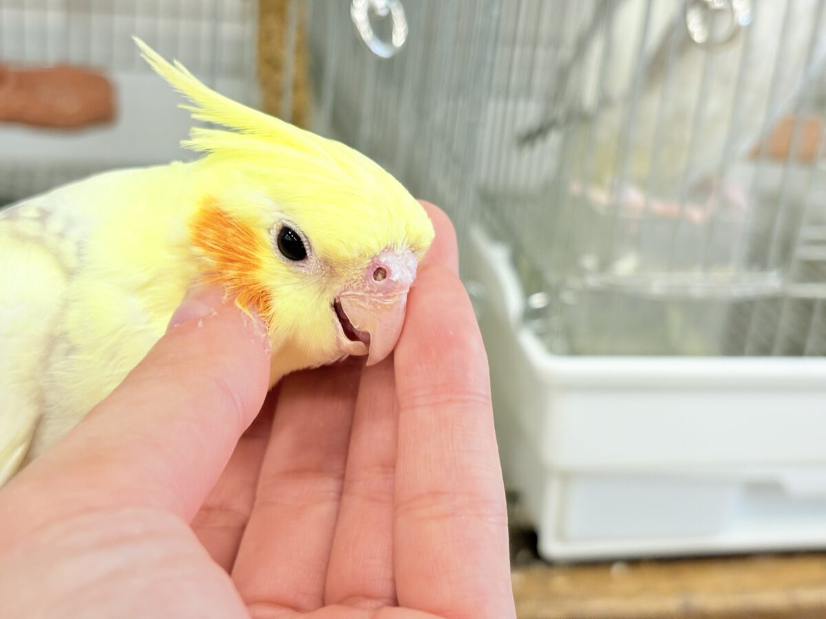 【動画更新🪄】激かわ注意🐣💖どこを取ってもパーフェクト🎉オカメインコ(シナモンパールパイド) オカメインコ