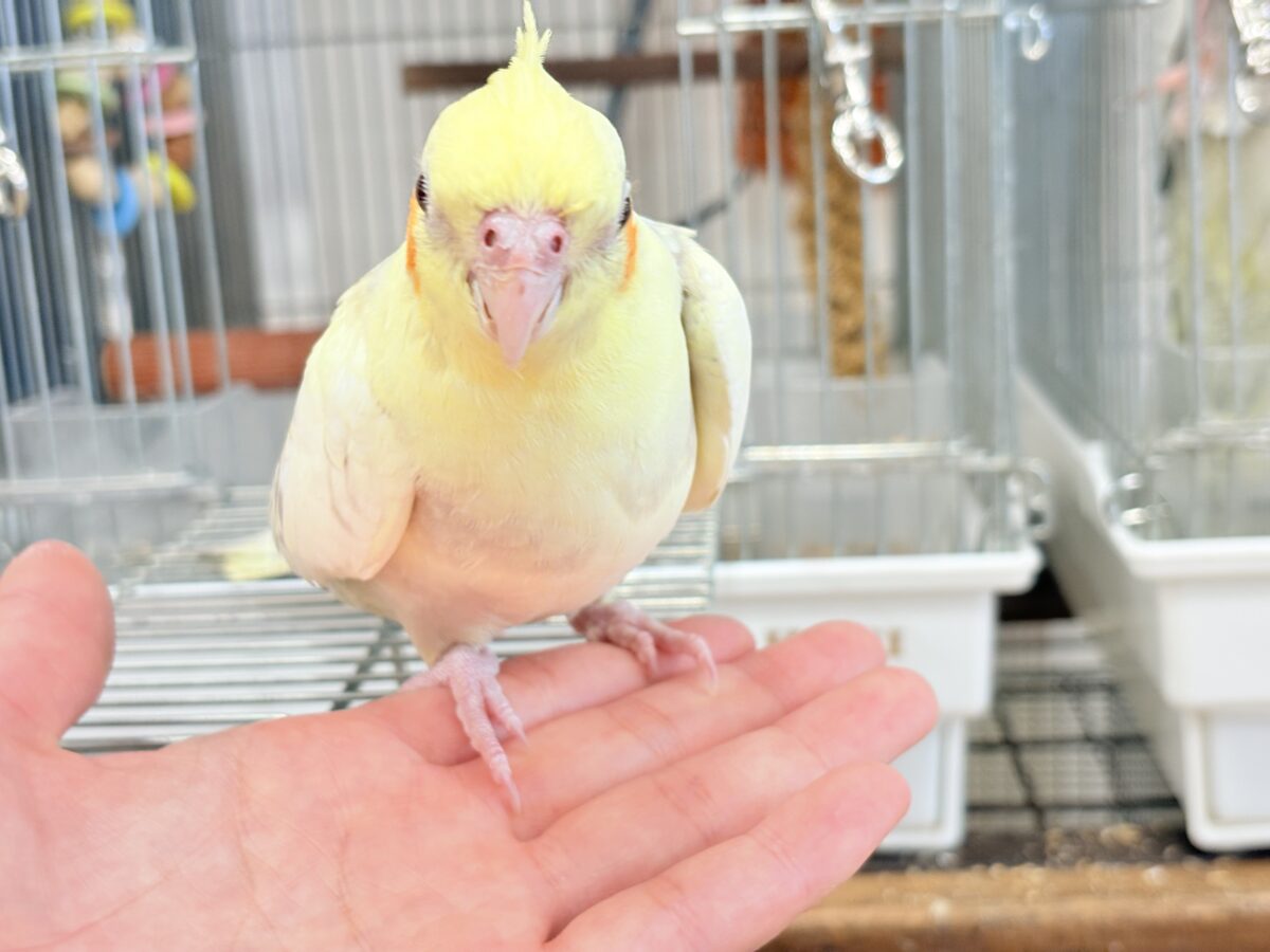 【動画更新🪄】激かわ注意🐣💖どこを取ってもパーフェクト🎉オカメインコ(シナモンパールパイド) オカメインコ