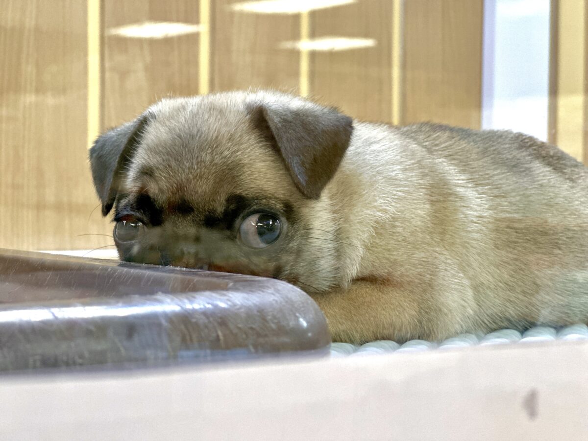虜になること間違いなし🥺⭐️パグの女の子🐶 パグ
