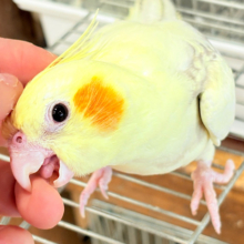 【動画更新🪄】激かわ注意🐣💖どこを取ってもパーフェクト🎉オカメインコ(シナモンパールパイド)