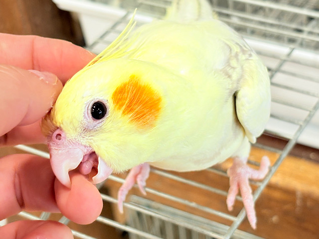 【動画更新🪄】激かわ注意🐣💖どこを取ってもパーフェクト🎉オカメインコ(シナモンパールパイド)