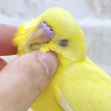 【🆙最新画像あり‼️】甘えん坊のひよこちゃん🐣　セキセイインコ（ルチノー）