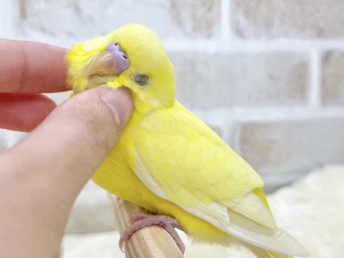 【🆙最新画像あり‼️】甘えん坊のひよこちゃん🐣 セキセイインコ(ルチノー) セキセイインコ