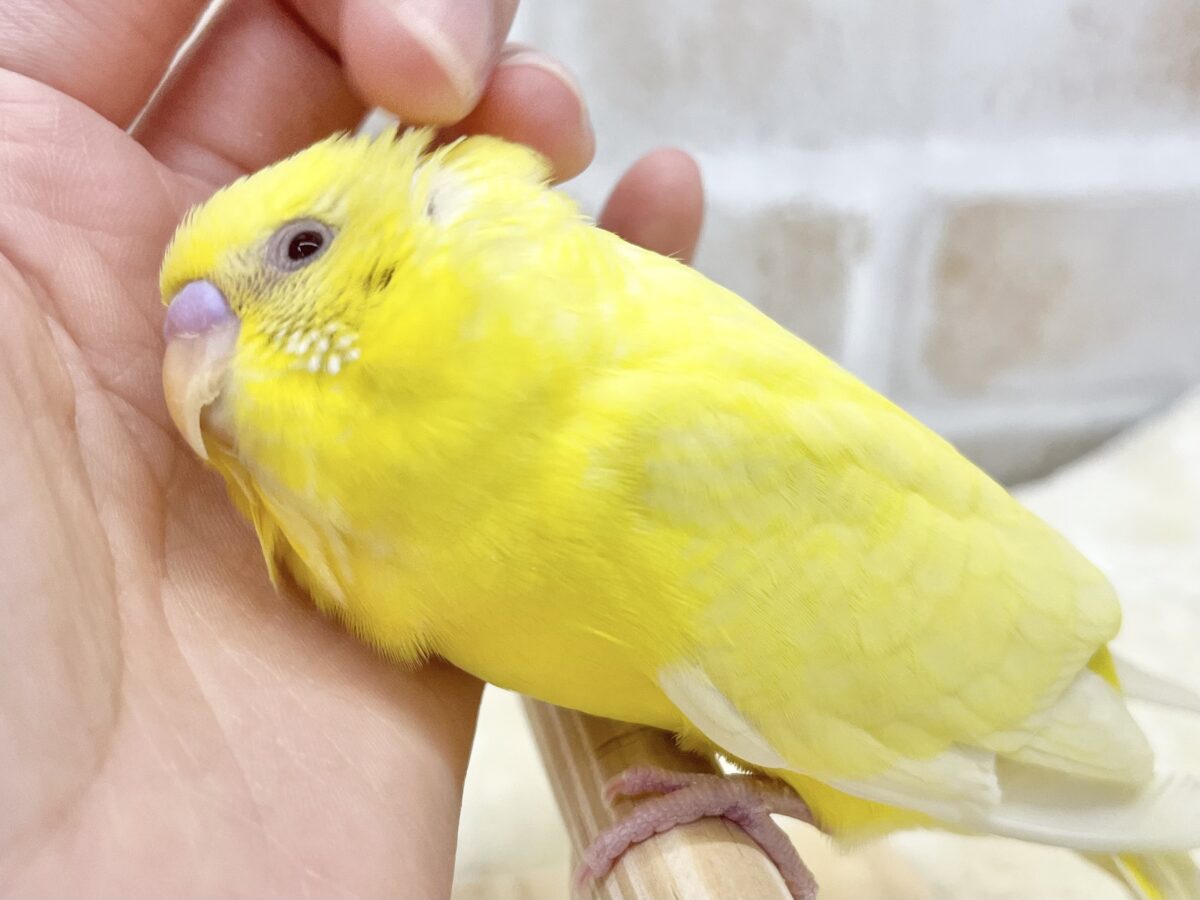 【🆙最新画像あり‼️】甘えん坊のひよこちゃん🐣 セキセイインコ(ルチノー) セキセイインコ