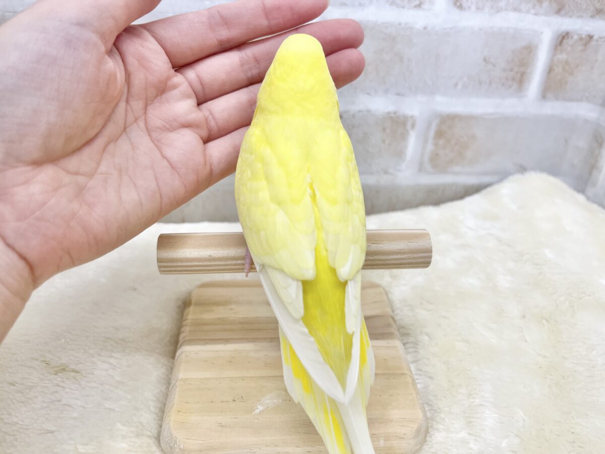 【🆙最新画像あり‼️】甘えん坊のひよこちゃん🐣 セキセイインコ(ルチノー) セキセイインコ